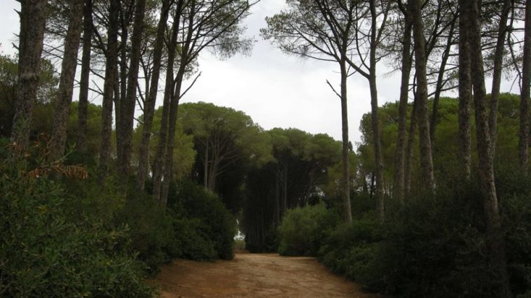 forêt de bouchaoui