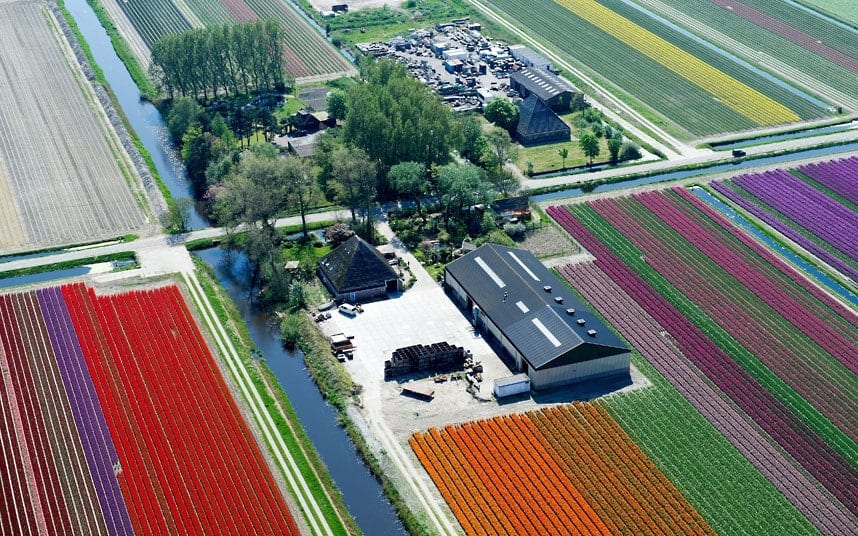 Champ de tulipes aux Pays-Bas par Normann Szkop