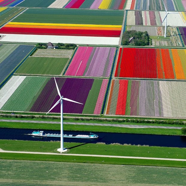 Champ de tulipes aux Pays-Bas par Normann Szkop 4