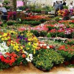 floralies d'Oran 2018